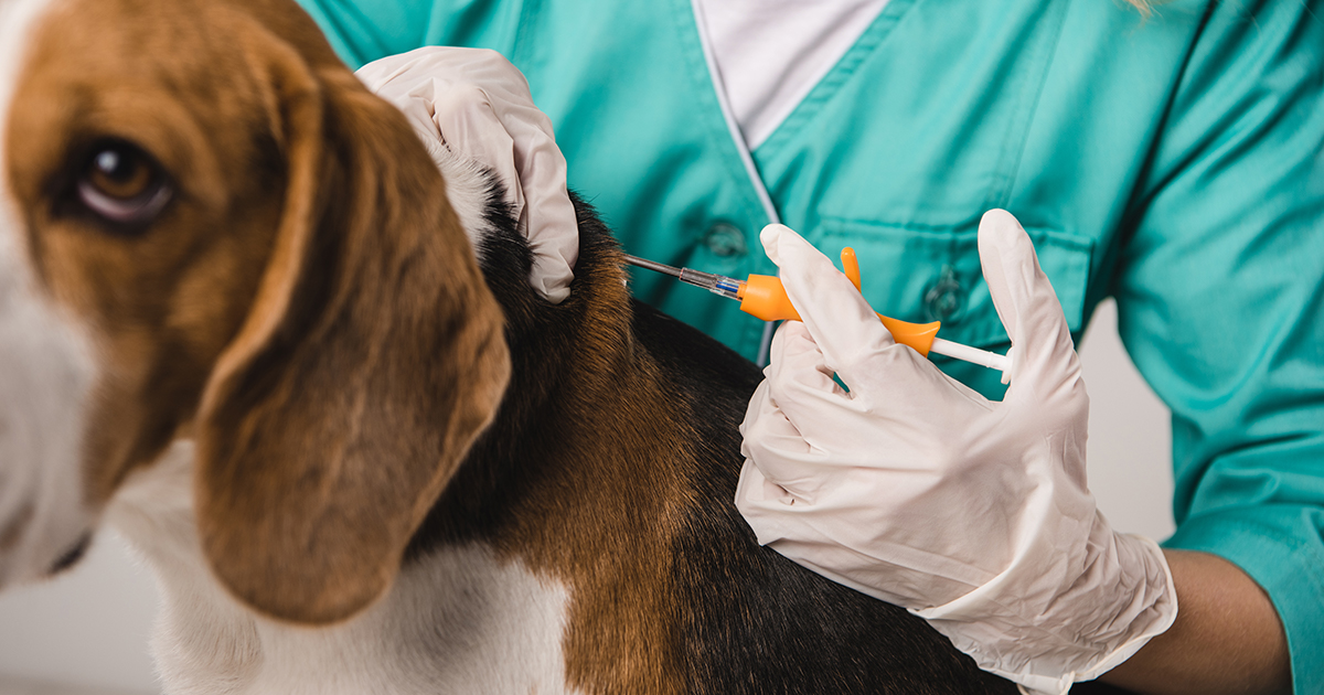 Why you should always vaccinate your dog Midsomer Veterinary Centre