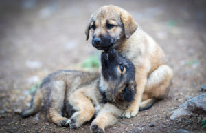 Midsomer Vets - Puppy parties