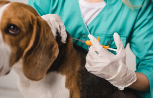 Midsomer Vets - Why you should always vaccinate your dog