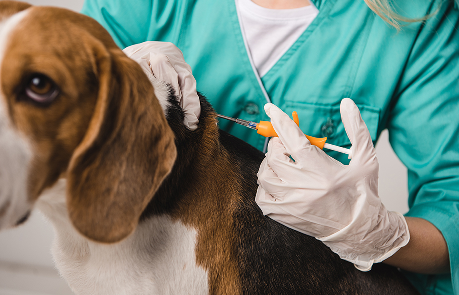 Midsomer Vets - Why you should always vaccinate your dog