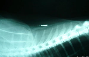 Midsomer Vets - Microchipping your pet