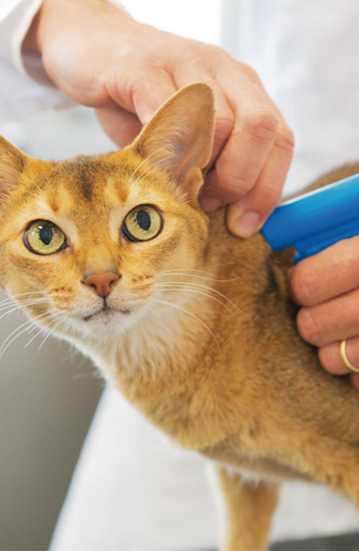 Midsomer Vets - Microchipping your cat