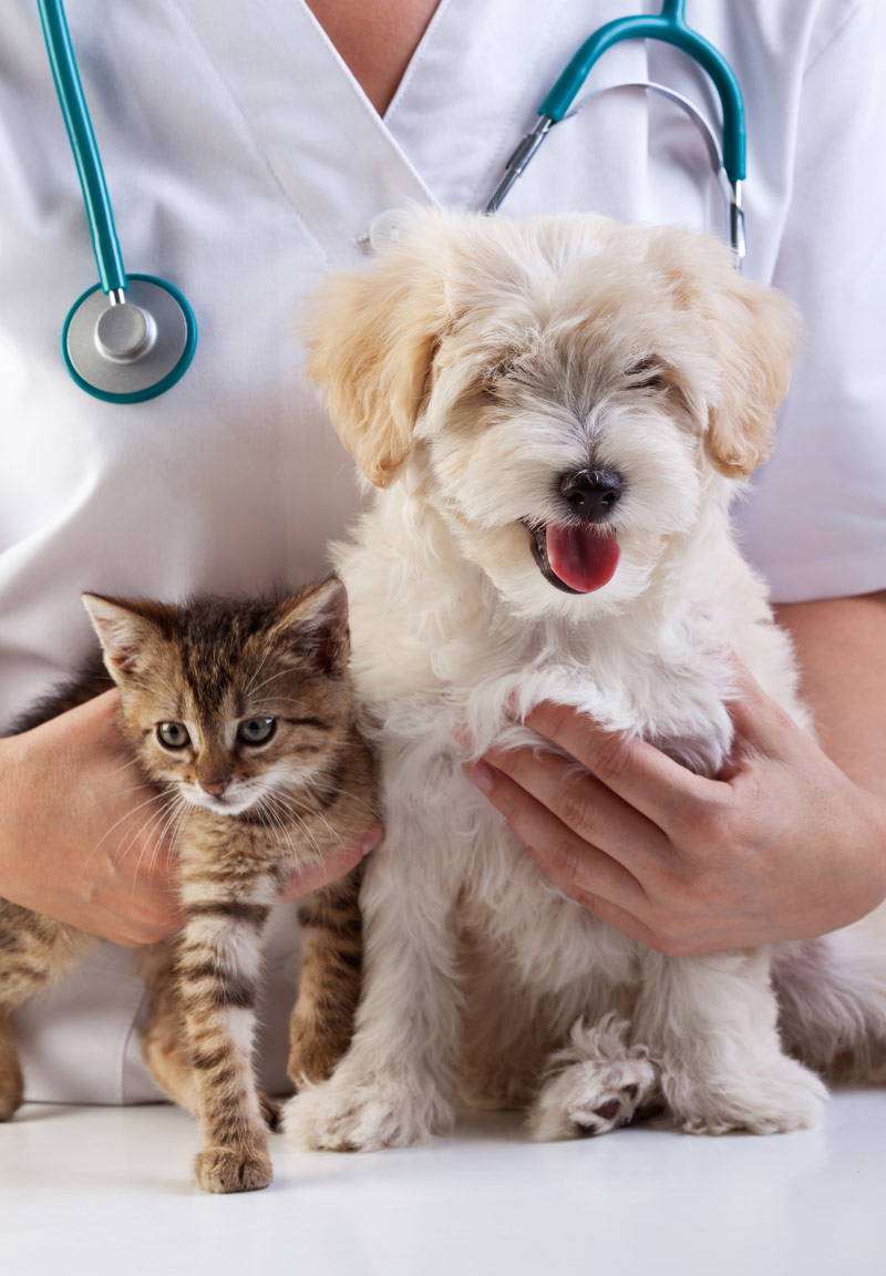 Puppy and kitten starter packages Midsomer Vets