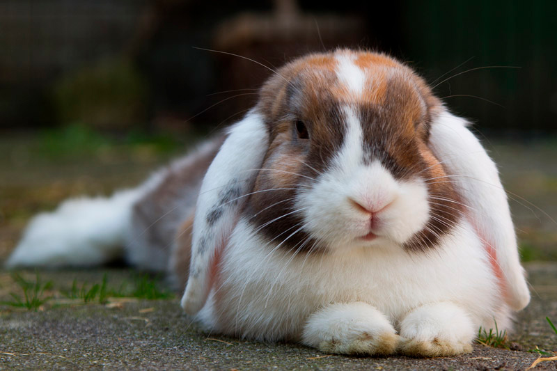 Midsomer Vets - Rabbit neutering