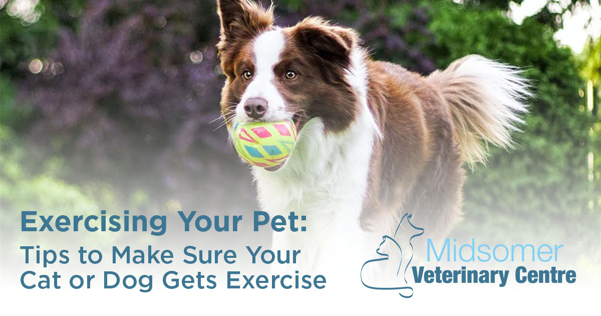 Exercising Your Pet Tips to Make Sure Your Cat or Dog Gets Exercise