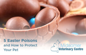 5 Easter Poisons and How to Protect Your Pet | Midsomer Veterinary Centre