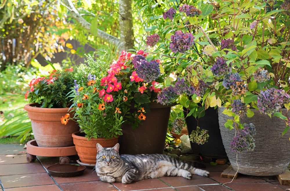 Summer Garden Safety for Pets - Midsomer Vets