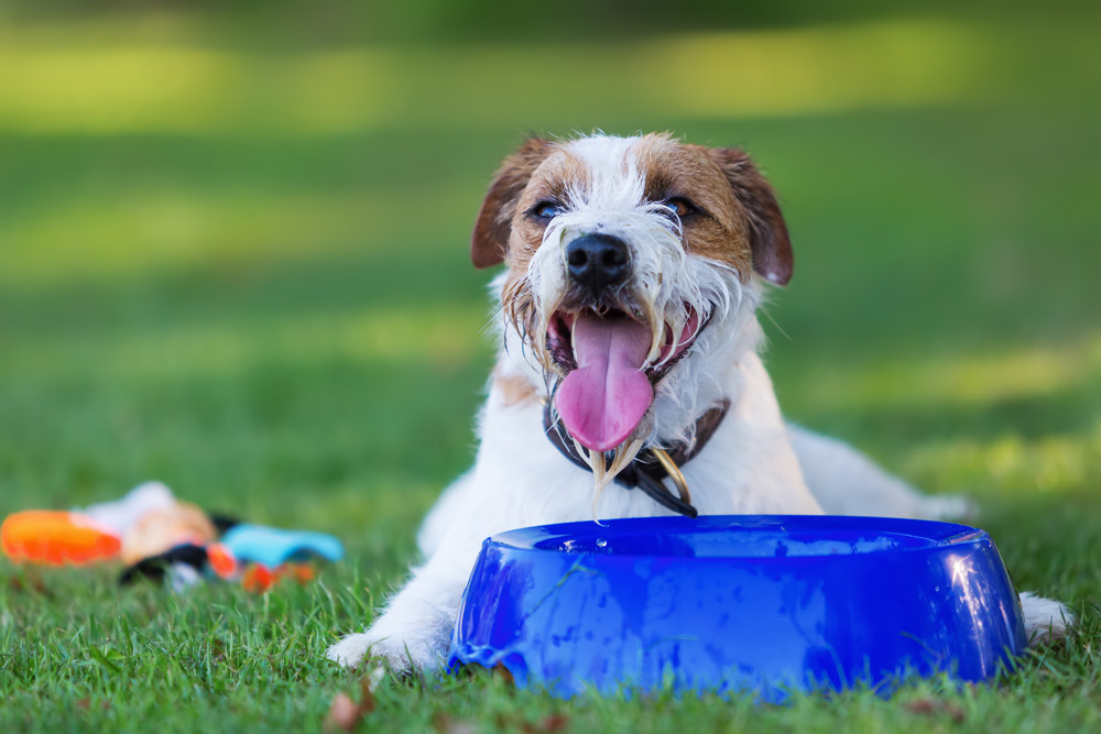 Summer Garden Safety for Pets - Midsomer Vets