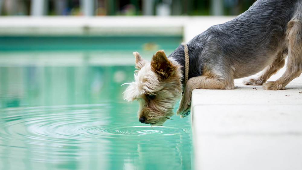 Summer Garden Safety for Pets - Midsomer Vets