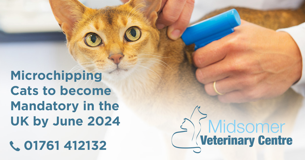 Microchipping Cats to Mandatory in the UK by June 2024