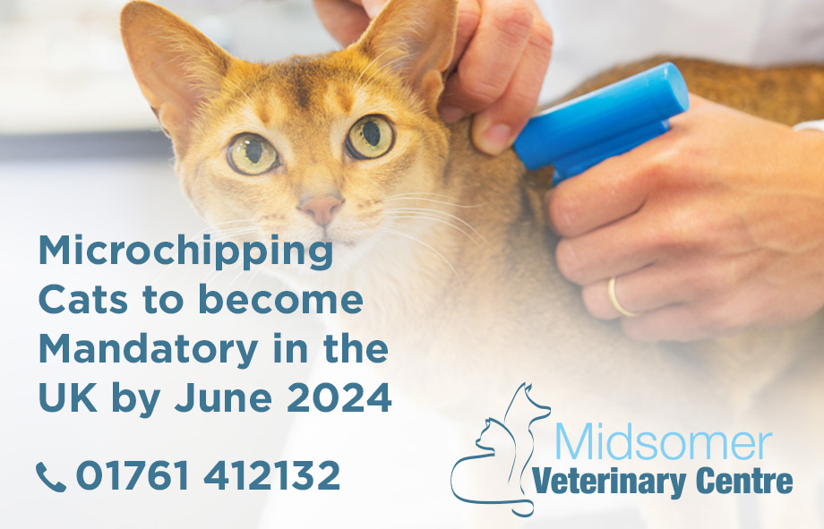 Microchipping Cats to become Mandatory in the UK by June 2024
