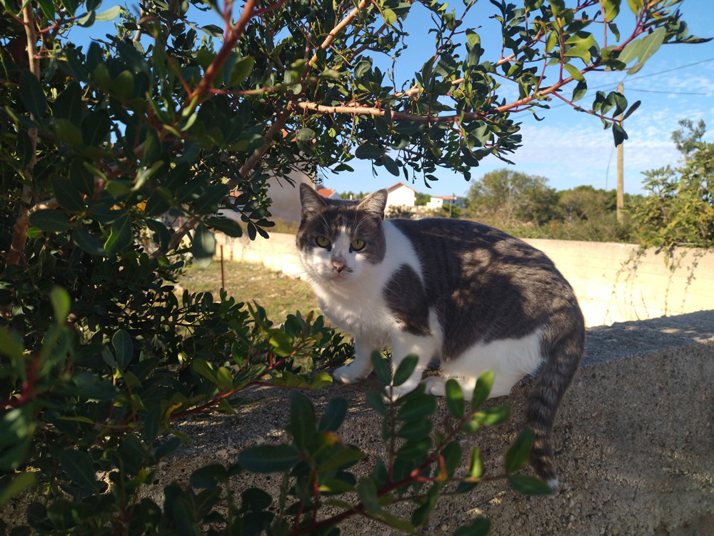 Microchipping Cats