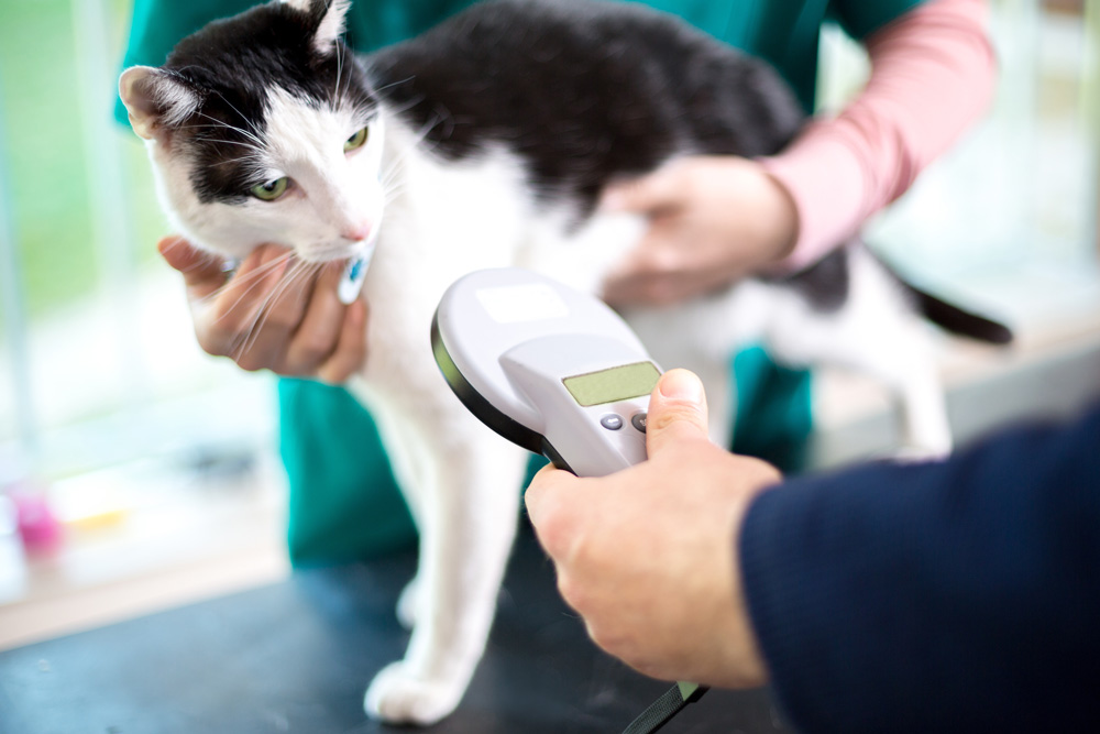 Microchipping Cats