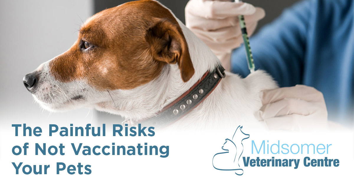 The Painful Risks of Not Vaccinating Your Pets