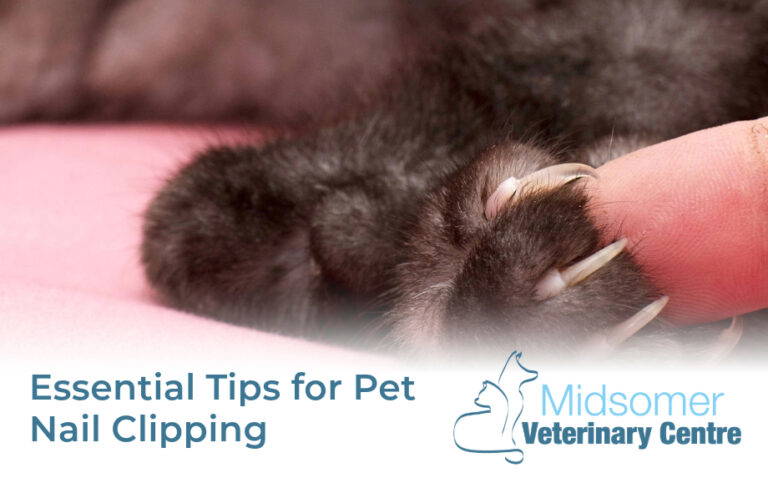 Curated visual reference: Gallery Detail: Essential Tips For Pet Nail Clipping How To Trim Dog