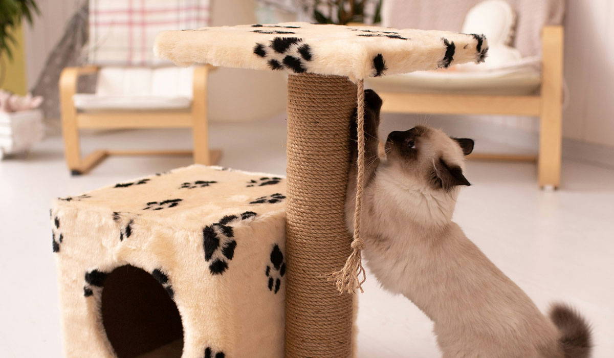 Photo inspiration: Fresh Look at Essential Tips For Pet Nail Clipping How To Trim Dog