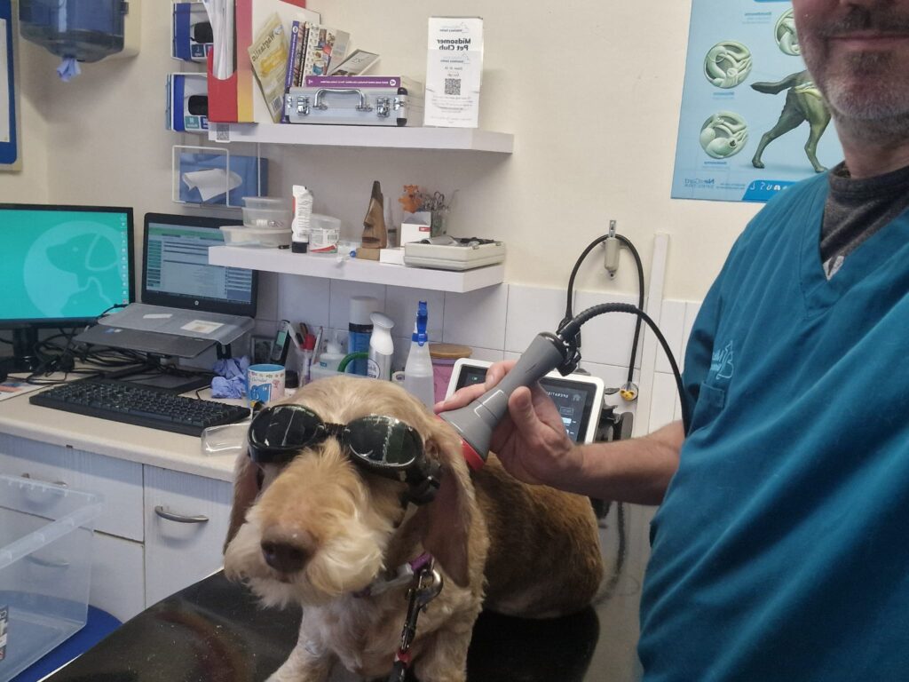 Dog receiving laser therapy at MIdsomer Vets
