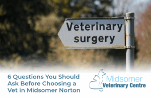 6 questions you should ask before choosing a vet in Midsomer Norton | Mount Vets Pets