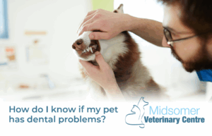 How do I know if my pet has dental problems | Midsomer Vets