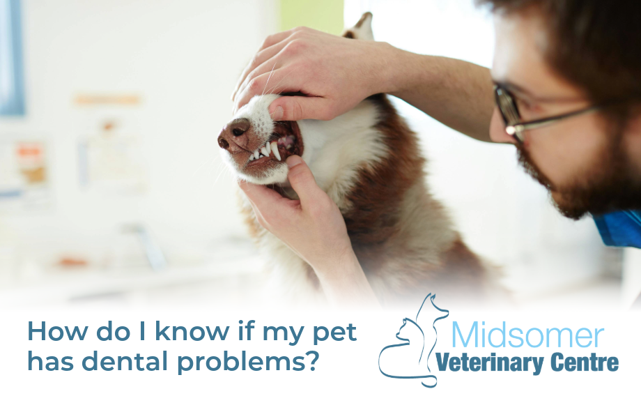 How do I know if my pet has dental problems | Midsomer Vets