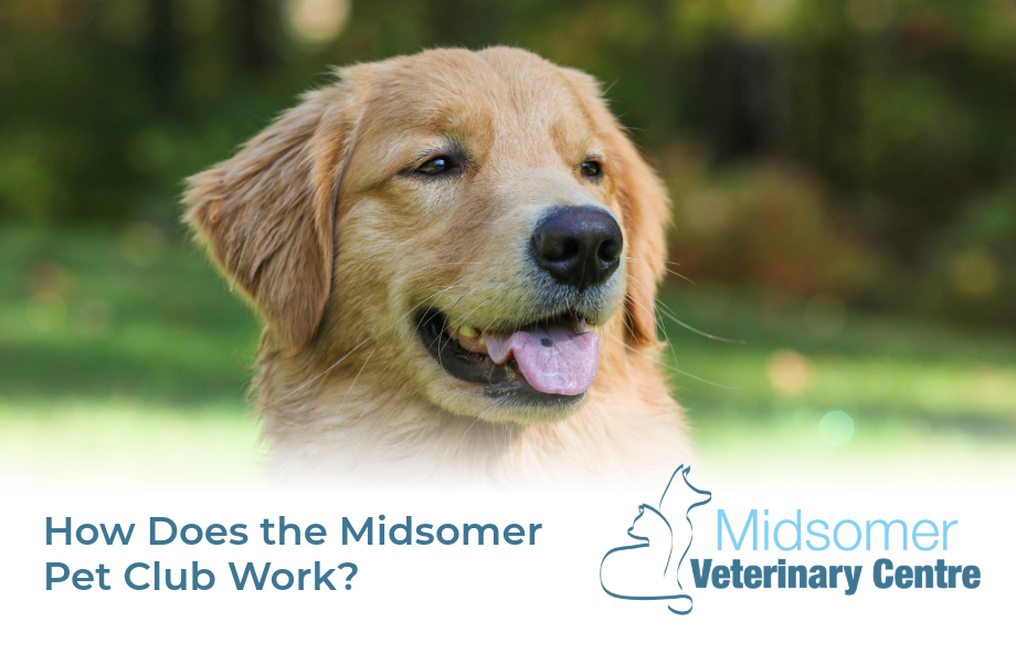 How does the Midsomer Pet Club Work | Midsomer Vets