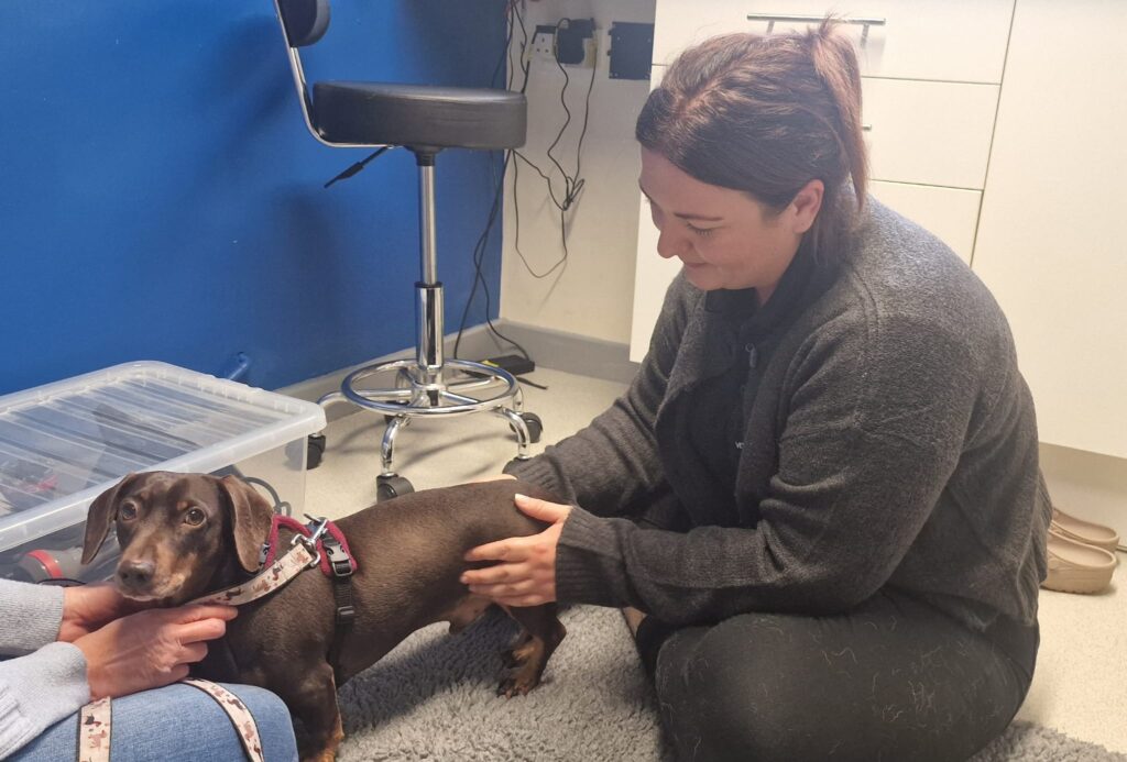 Physiotherapy for dogs