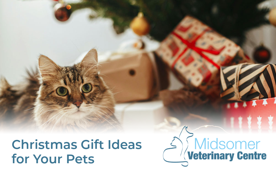 Christmas gift ideas for pets | Midsomer Vets