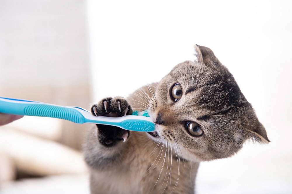 Dental health for dogs and cats | Midsomer Vets