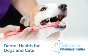 Dental health for dogs and cats | Midsomer Vets