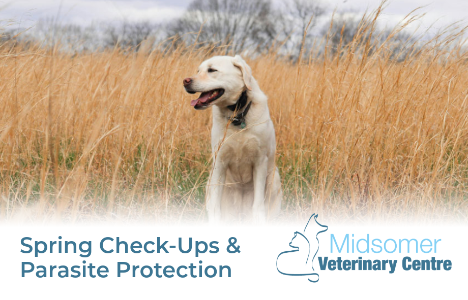 Parasites & Spring Check-Ups | Midsomer Vets