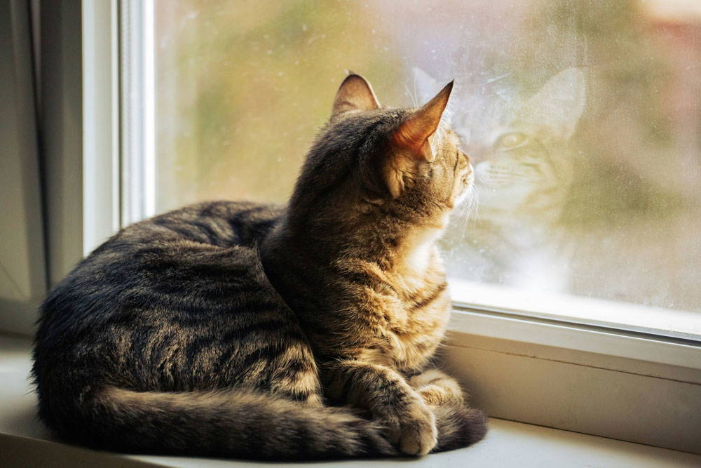 Parasites & Spring Check-Ups | Midsomer Vets