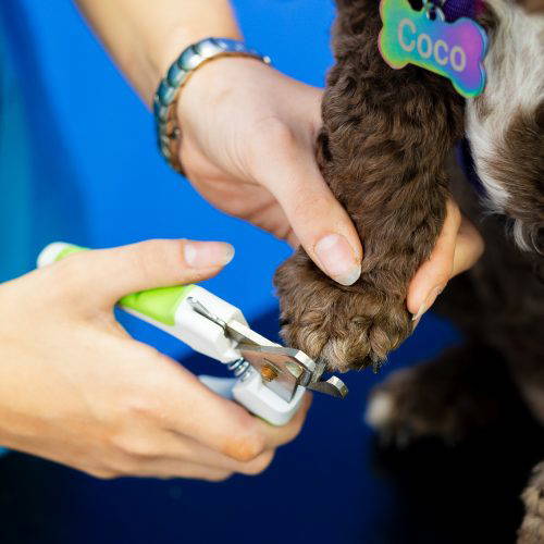 Vranch_Visuals_Midsomer_Veterinary_Centre_471-WEB
